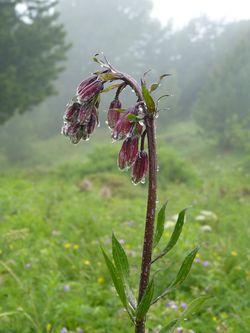 Lys martagon (bouton)