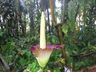 Amorphophallus titanum