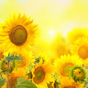 Tournesol