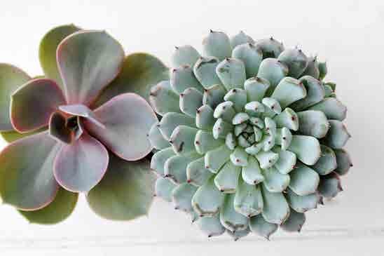 ACMSP_Echeveria_Aout_page1_image2