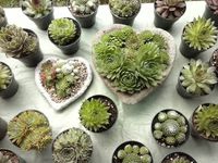 Succulentes_10