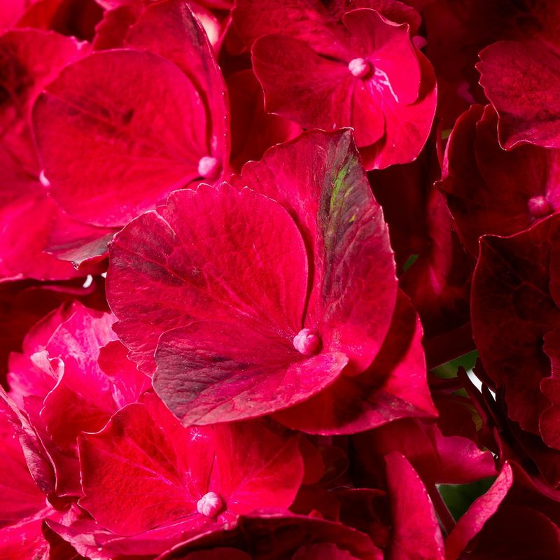 Hortensia-ruby-red3