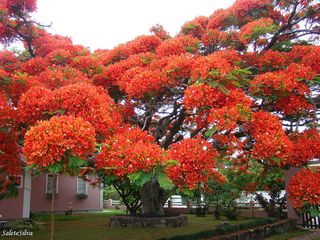 Arbres_flamboyant