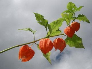 Physalis-tige