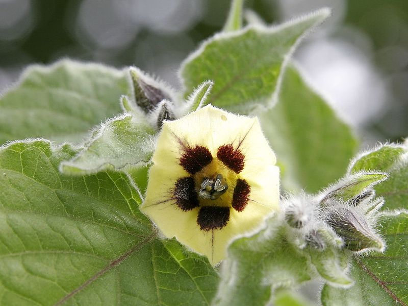 Physalis-fleur