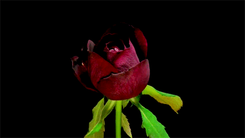 Fleur-rose