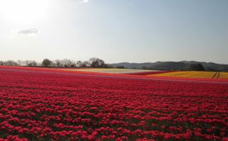 Tulipes-manosque Lubéron