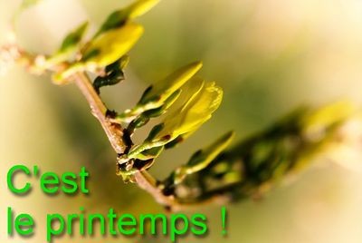 Printemps-3