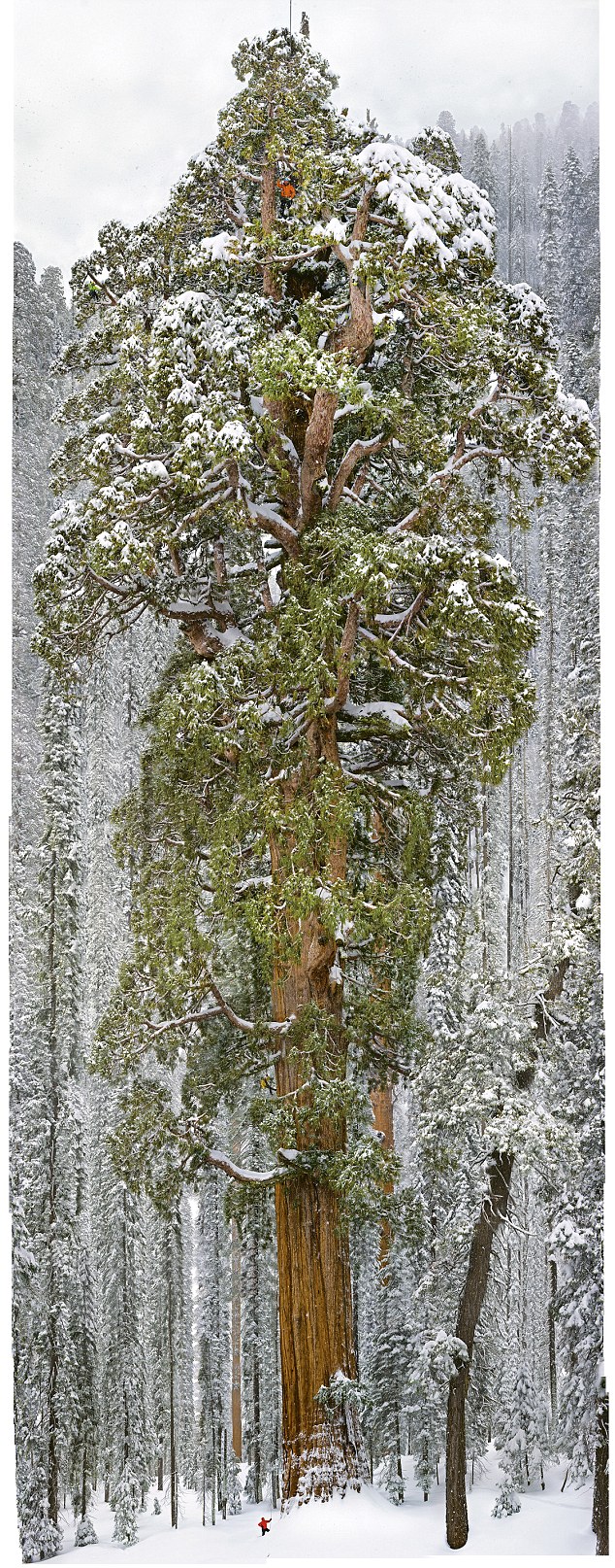 Sequoia géant_grand