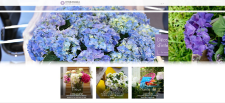 Hydrangeaworld_00