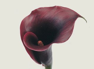 Calla-noir