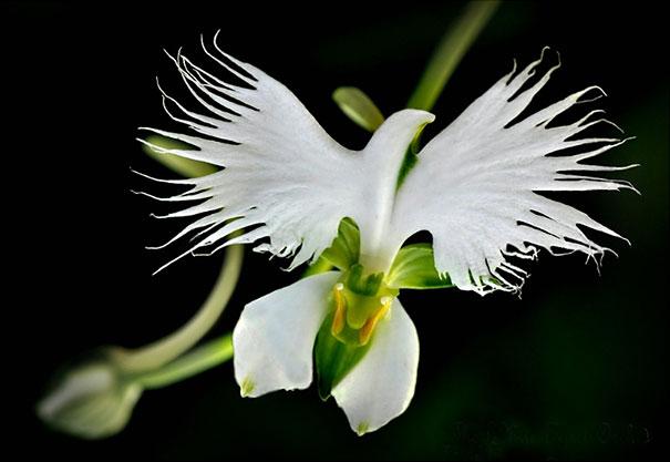 Fleur habenaria radiata