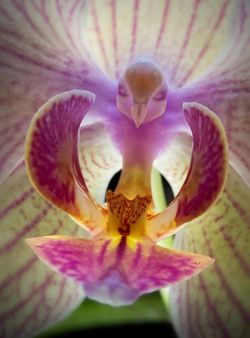 Fleur-orchidée phalaenopsis