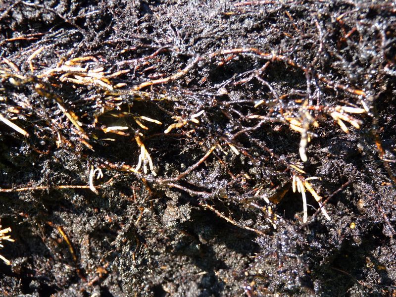 Ginseng_03