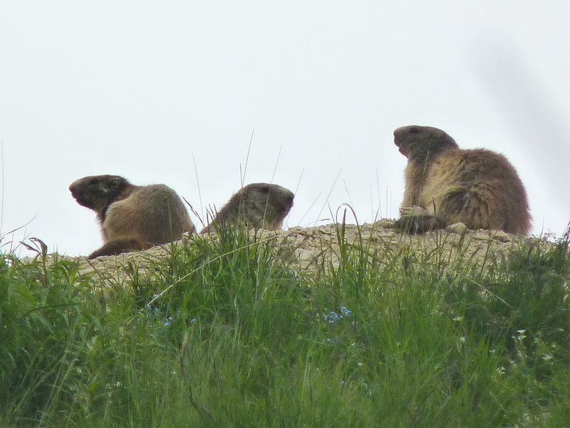 Marmotte-07