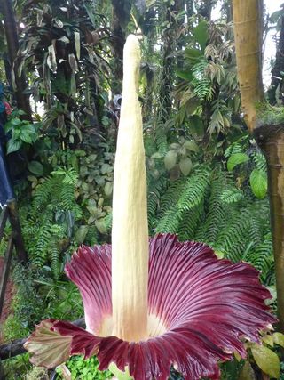 Amorphophallus titanum_02