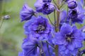 Delphinium_brillant blues00