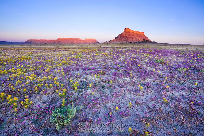 Badlands-fleurs_00