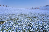 Nemophila_02