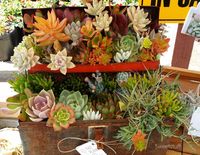 Succulentes_12