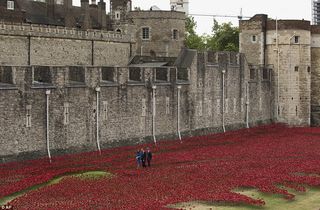 Poppies_05