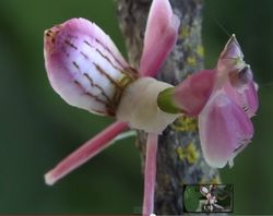 Hymenopus coronatus_02