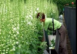 Cueillet de Delphiniums