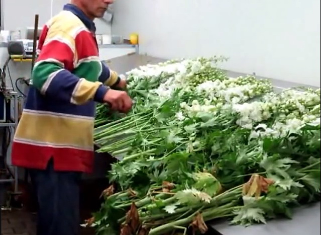 Mise en botte de Delphiniums