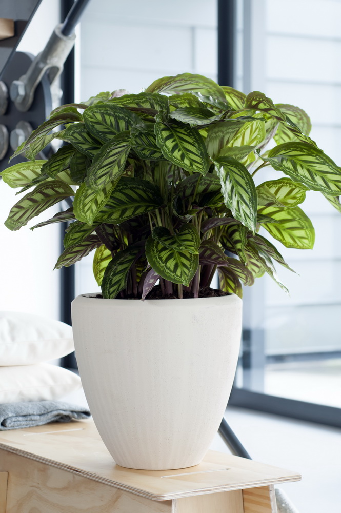 Calathea_07