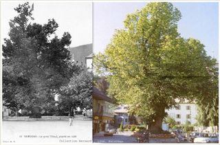 Arbre remarquable-Samoens-74