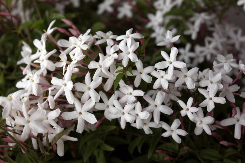 Jasminum-polyanthum_O1