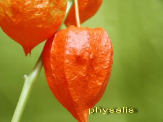 Physalis détail