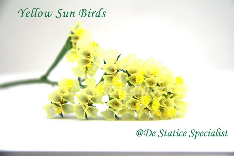 Statice-yellow_sun_birds