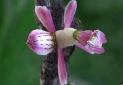 Hymenopus coronatus