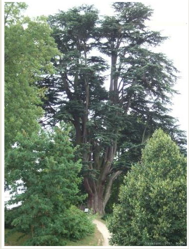 Arbre remarquable-Hauterives-26