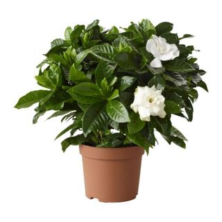 plante jasmin interieur