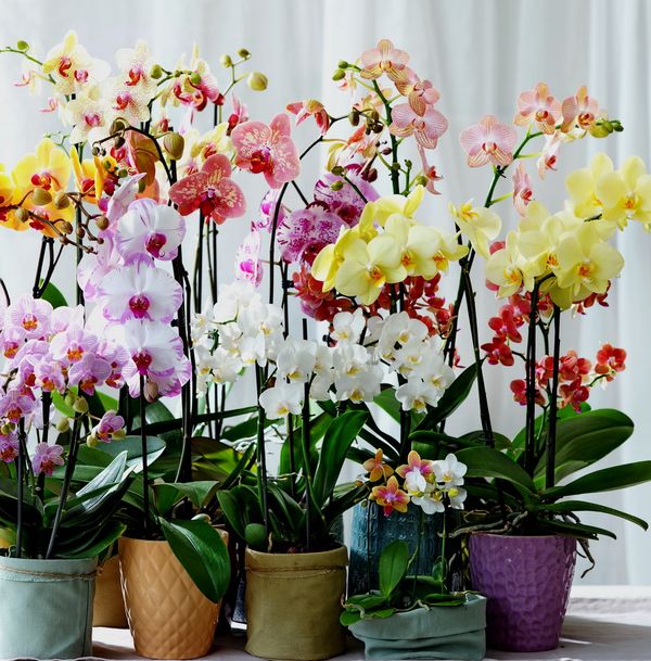 Les Orchidées Phalaenopsis, toujours très tendance - Le pouvoir des fleurs