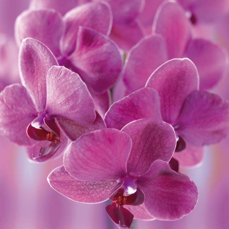 Orchidée Phalaenopsis_03