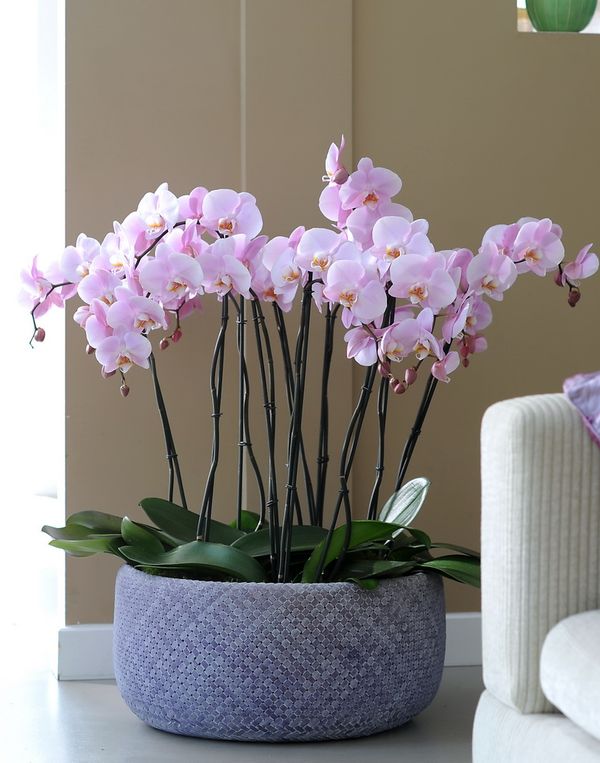 8 conseils pour conserver les Orchidées Phalaenopsis et les faire refleurir  - Le pouvoir des fleurs
