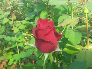 Roses du Var_00