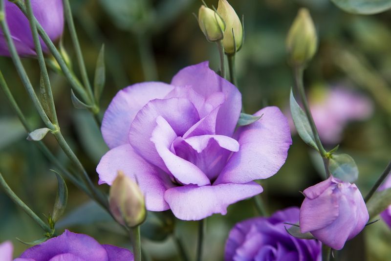 Lisianthus_01