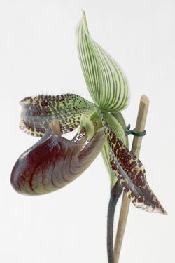 Orchidée Paphiopedilum_01