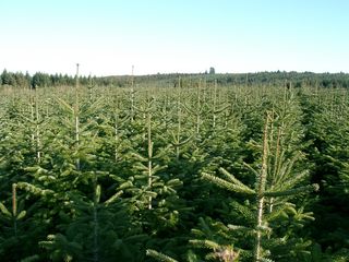 Sapin de Noël grosche-chanteau-champs-de-nordmann