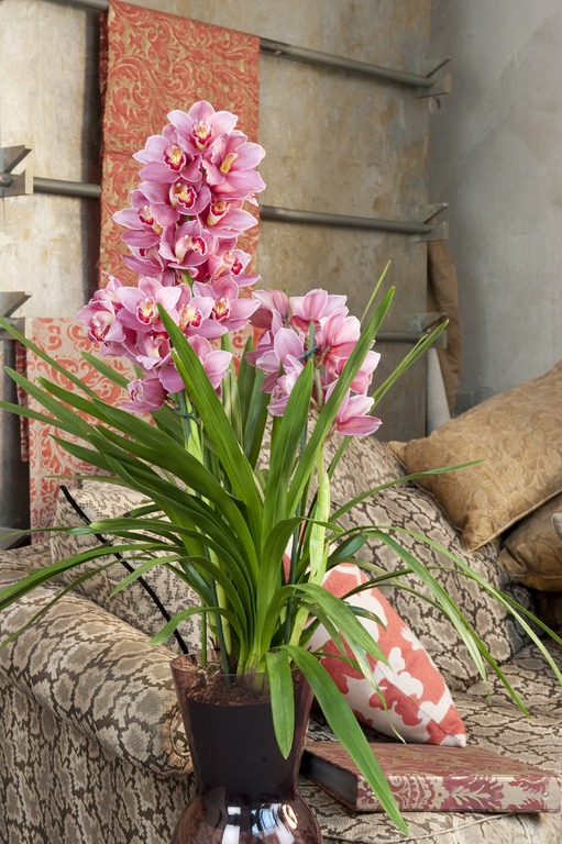 Orchidée Cymbidium_01