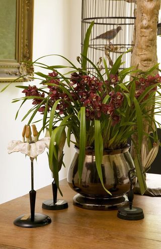 Orchidée Cymbidium_05