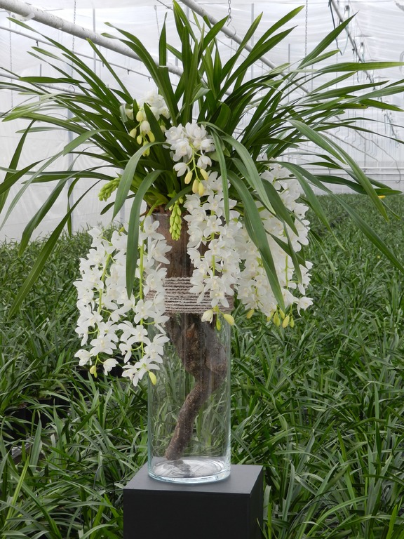 Orchidée Cymbidium_06