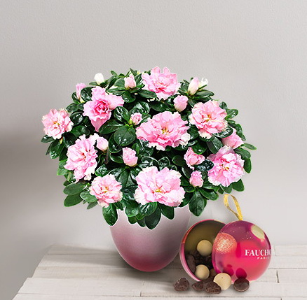 Interflora azalée rose et chocolat