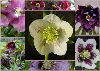 La Rose De Noël Ou Héllébore Une Fleur Magique Pour Les