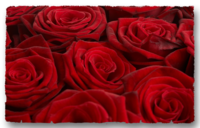 Roses rouges_10