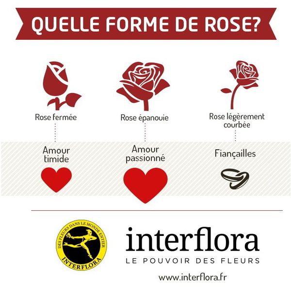 La Forme De La Rose A T'elle Une Importance ? - Le Pouvoir Des Fleurs